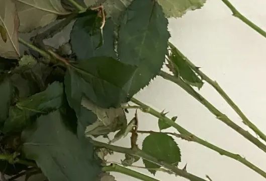 0dd54b3504922a3dd5c29d6d230a6bc1